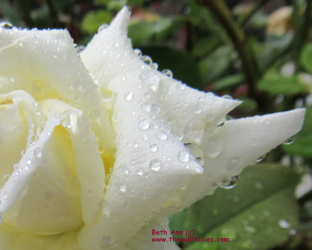 Rain drops on Roses (c) Beth Ann Strub