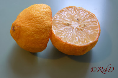 Ituskuren citron. Eller calamondin? foto: Reb Dutius