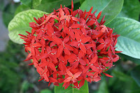 Ixora coccinea