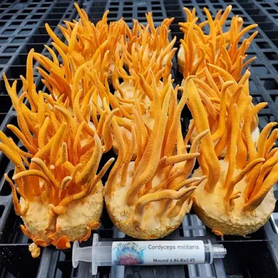 Cordyceps militaris growers in India