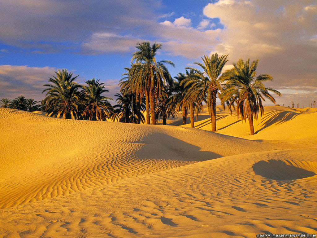 ... Design Blog - 8101298406: Ref Images for Desert Oasis, Dune & Plants