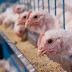  Poultry Processor Fined $3.8million for Hiring Under-aged and Endangering Children