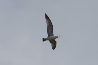 1st cycle Caspian Gull