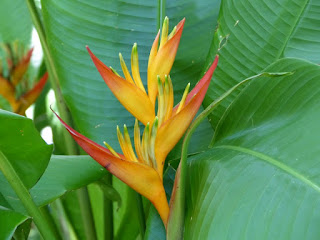 Heliconia de la Réunion