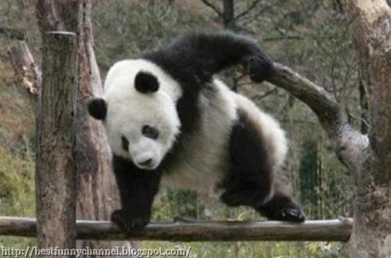 Funny panda.