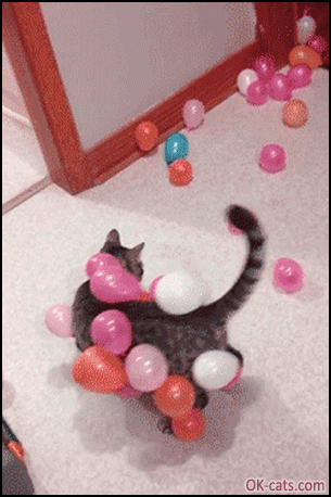 Funny Cat GIF • Funny cat confused by many static balloons stuck to his body. “Don't mess with me!” [ok-cats.com]