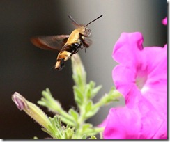 hummingbird moth3