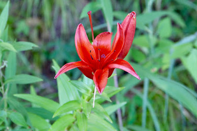 the Wood Lily growing on the back bank of our road ditch