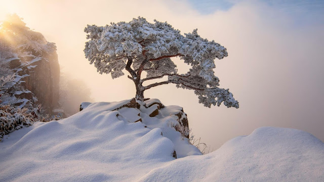 Download Wallpaper Winter Tree, Hd, 4k Images. 