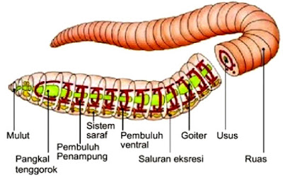Sistem Ekskresi Hewan Vertebrata dan Invertebrata  Sistem Ekskresi Hewan Vertebrata dan Invertebrata (Avertebrata) Lengkap