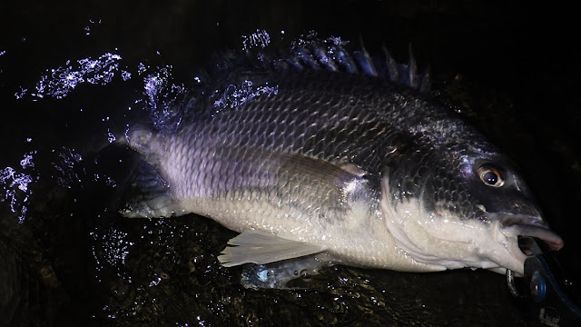 キビレ ボトムチニング 湾奥 河川 Chinu HEAD (チヌヘッド) SV-30 1/16oz.(1.8g) ＋ ゲーリーヤマモト 2inchグラブ