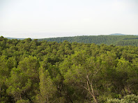 Les pinedes de la Serra de Fontfregona des del Pla del Bosc Negre