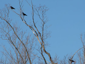 three crows in a tree