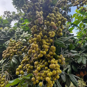 Bibit Kelengkeng Aroma Durian