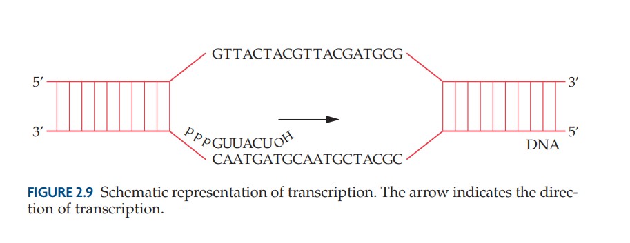 representation of transcription