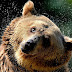 Urso-pardo (Ursus arctos)