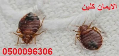 شركة مكافحة البق بالطائف مكافحة حشرات بالطائف 0500096306 شركة رش مبيدات حشرات الطائف رش حشرات خصم 35%