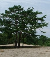 Pinus sylvestris