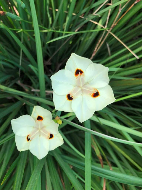 African Íris (dietes Bicolor) - Olho de Tigre