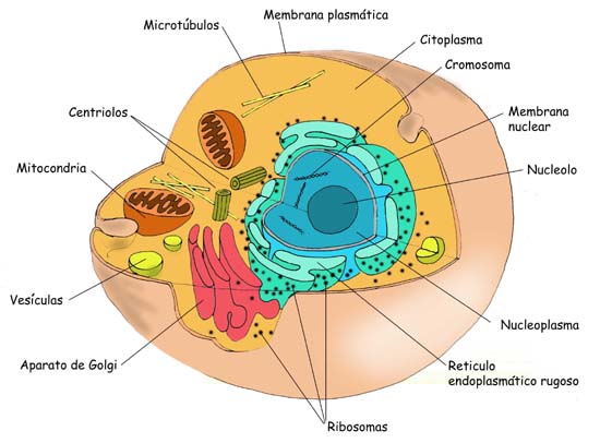 La célula animal y sus partes