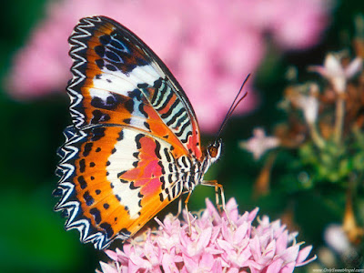 beautiful_butterflies_wallpaper_OnlySweetAngel.com