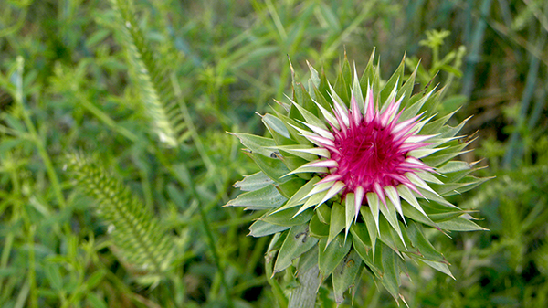 Purple Thistle Bud with Spiky Leaves