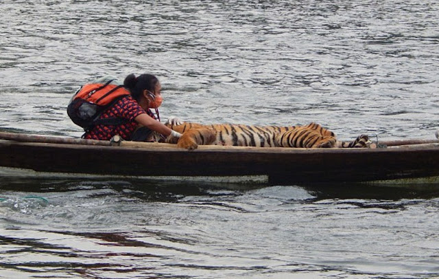 Yanti Musabine saat menyelamatkan Giring dengan Menyeberangi Sungai Seblat 