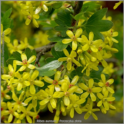 Ribes aureum - Porzeczka złota 