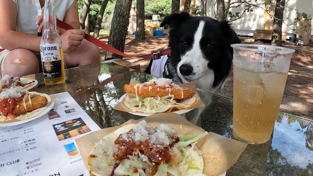 保護犬 ボーダーコリー トーマ 稲毛海浜公園