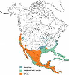 Great Egret distribution map from Cornell Lab of Ornithology