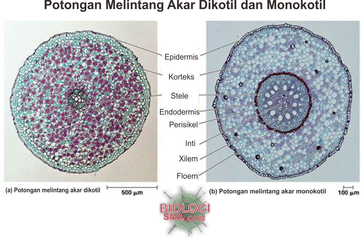 Organ Organ Tumbuhan Dunia Biologi