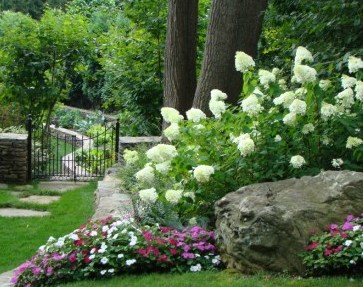 Serenity in the Garden: Little Lime Hydrangea