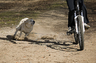 Perro ataca a un ciclista bicicleta