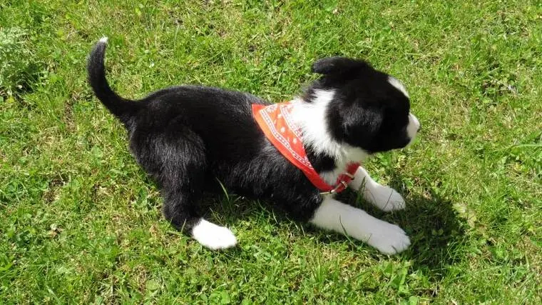 8 Week Old Border Collie Puppy