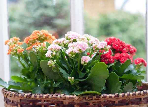 Kalanchoe