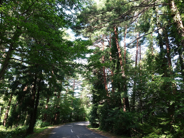 鳥取県西伯郡伯耆町の赤松の森