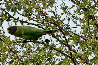 Plum-headed Parakeet