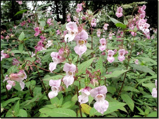 Himalayan Balsam (Impatiens glandulifera) 