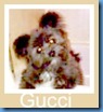 image Gucci -Won 2 Shoutouts from Kawartha Dog