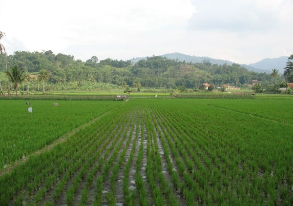 gambar sawah hijau WARNA WARNI KUBANGKONDANG