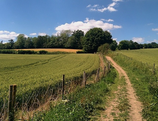 Footpath on Walk 46: Tewin North Loop