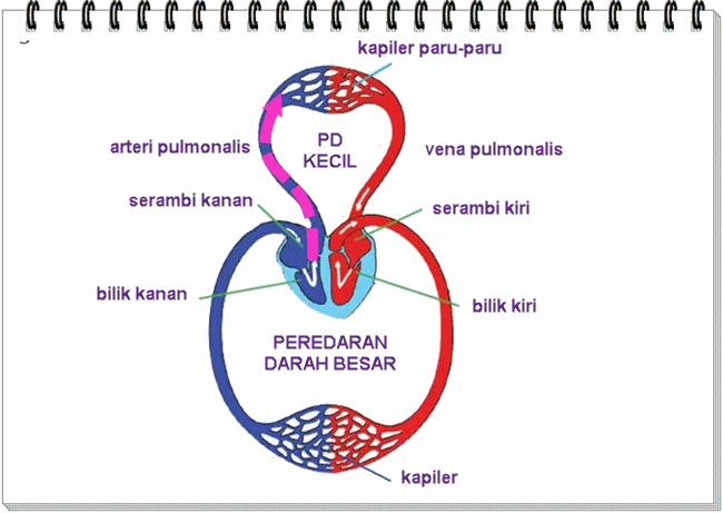 Cara Kerja Organ Peredaran Darah