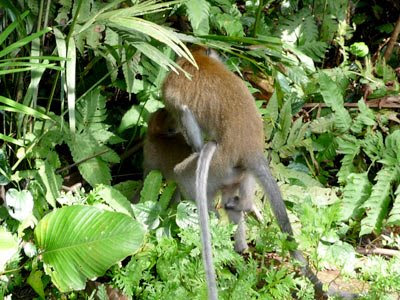 Long-tailed macaques (Macaca fascicularis)