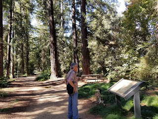 UC Davis Arboretum; forest; redwood trees