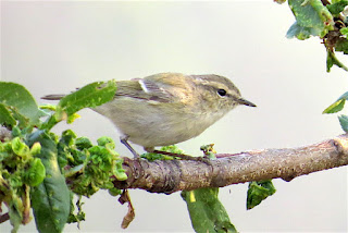 Hume's Warbler