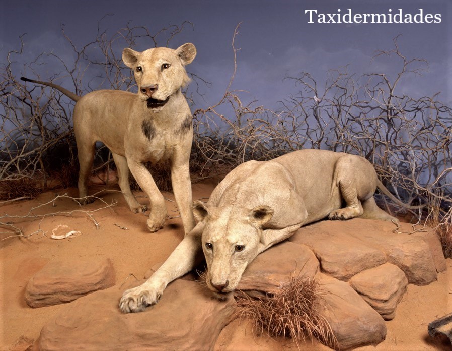 Los leones devoradores de hombres del Museo Field de Chicago. |  Taxidermidades