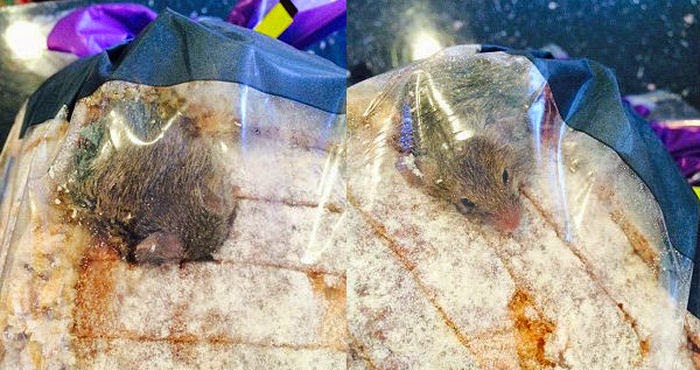 Astaga, Ditemukan Tikus Hidup dan Sedang Makan di Dalam Roti ini