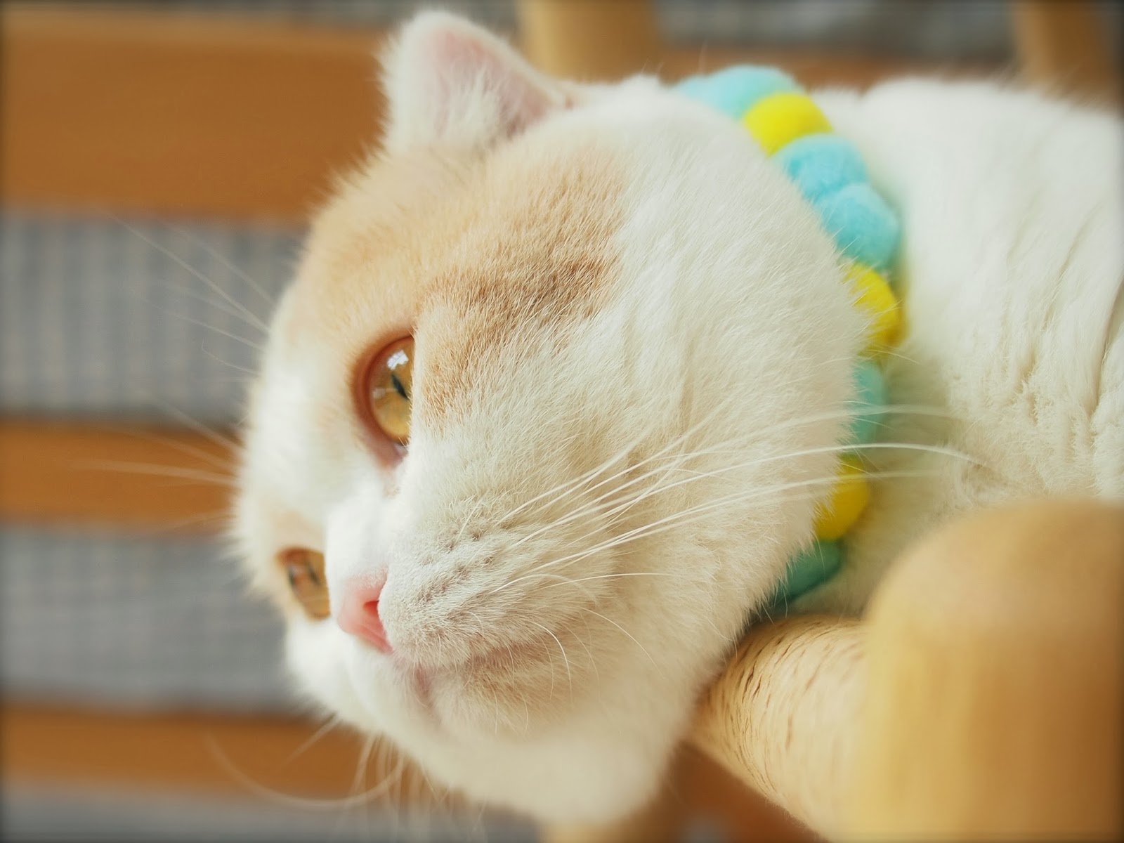 こめおハウス 100均グッズで猫用ボンボンネックレス