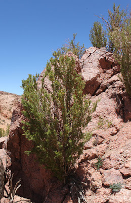 Acerillos (Adesmia pinifolia)