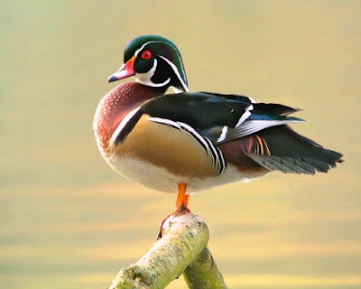 the most incredibly bright waterfowl on the planet